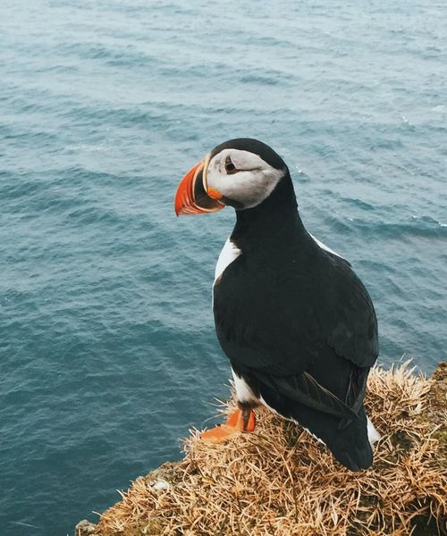 a puffin sitting next to water in iceland