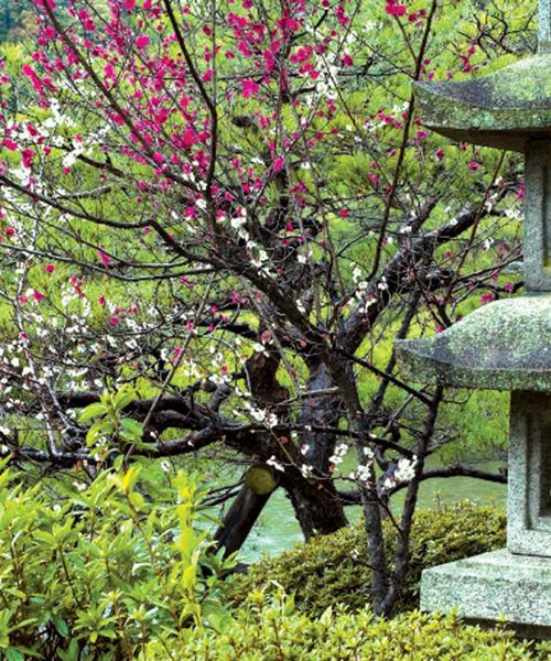 zen gardens in kyoto japan