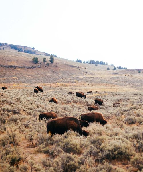Buffalo grazing in tall grass at Yellowstone National Park