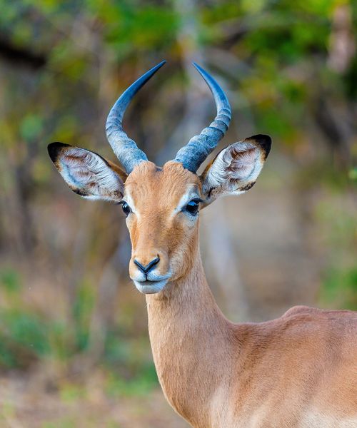 an antelope in hwange national park zimbabwe