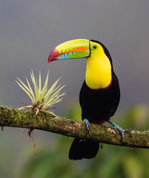a keel billed toucan sitting on a tree branch