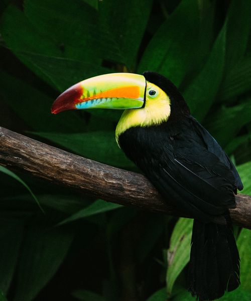 a toucan sitting on a branch