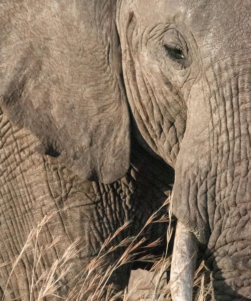 an elephant close up