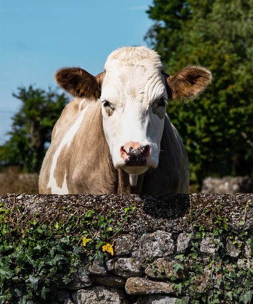 Cow in pasture on Irish farm