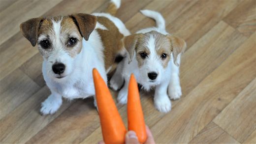 Image for blog post: Are carrots good for dogs? 