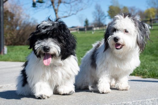 Image for blog post: How much do Coton de Tulear puppies cost?