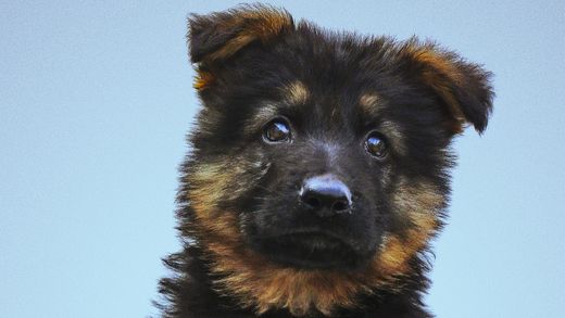 Image for blog post: How much should I pay for a German Shepherd puppy?
