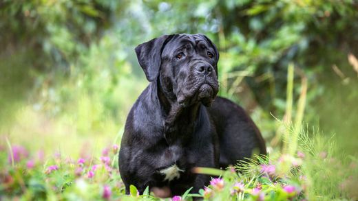 Image for blog post: How much should I pay for a Cane Corso Puppy?