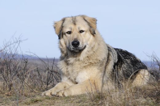 Image for blog post: How to take care of a Caucasian Shepherd