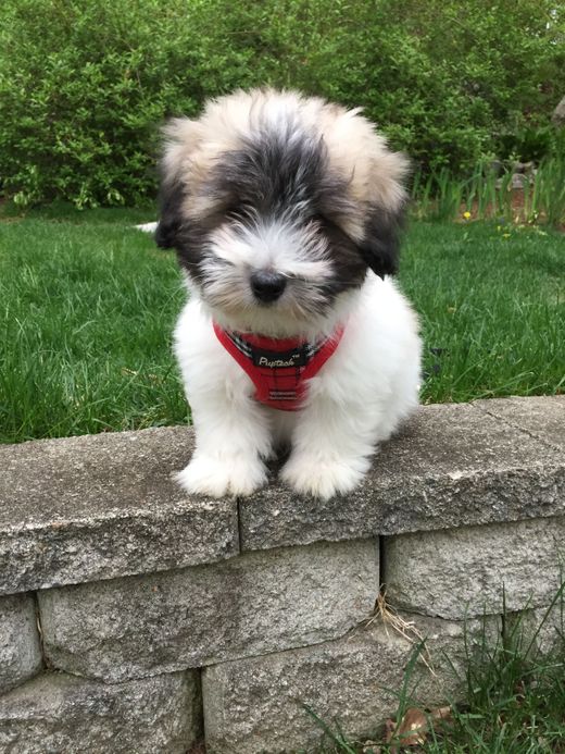 Image for blog post: What should I expect as the price for a Coton de Tulear puppy?