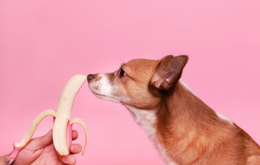 Image for blog post: Top Healthy Snacks for Dogs