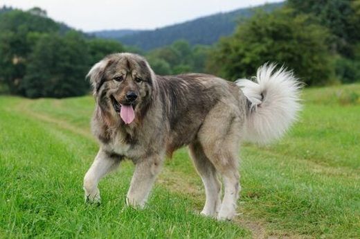 Image for blog post: What are caucasian shepherd dogs like?