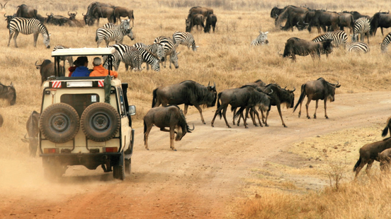 a four by four vehicle surrounded by wildebeest on a game drive in the african savanna