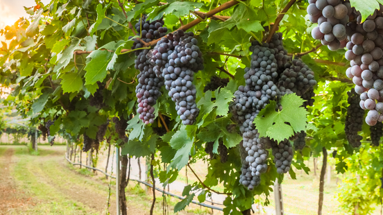 a row of purple grapes hanging in a vineyard in southern italy