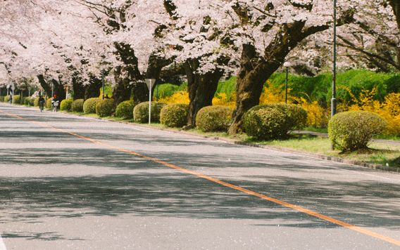 brunette haired woman walking down a street under cherry bloom trees that are in full bloom