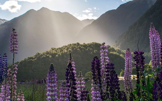 lupins surrounding mountains in new zealand at sunrise