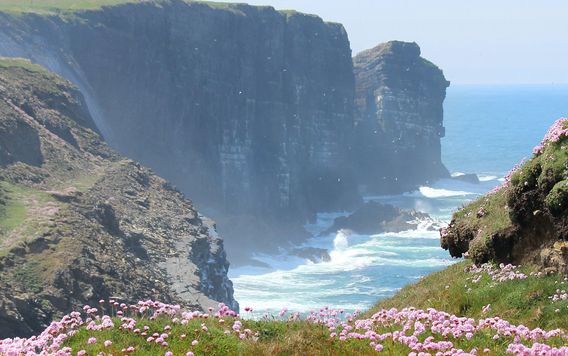 cliffs of moher surrounded by purple flowers on a sunny day in ireland