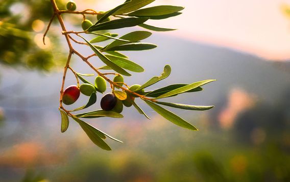 olive branch in italy
