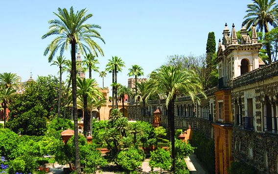 lush green palm trees in seville gardens in spain