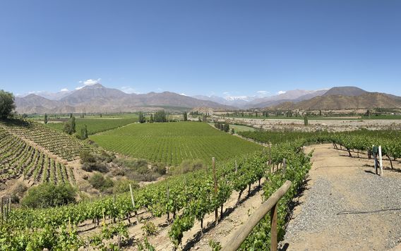 grape trees in a vineyard in aconcagua valley in chile