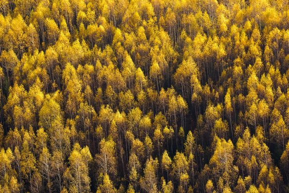 Forest full with yellow trees