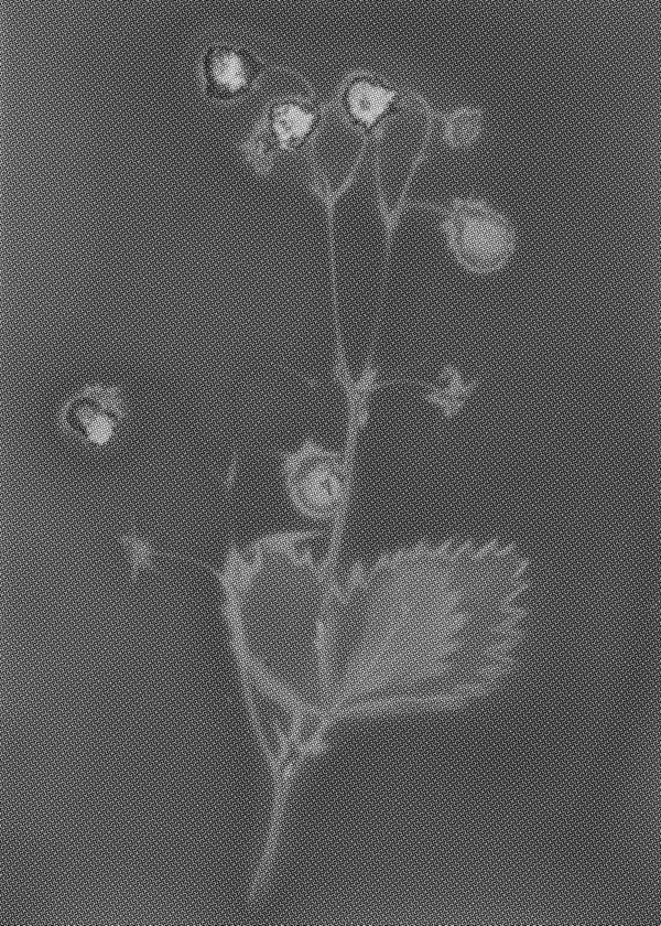 Image by ©