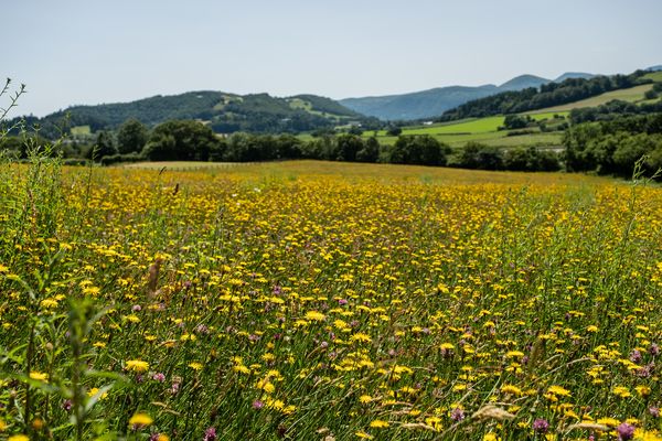 Wildflower-meadow-in-north-Wales