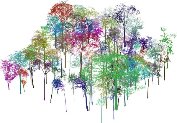 Terrestrial LiDAR point clouds of individual trees that were captured inside a forest stand in Lopé National Park, Gabon. Cylinder 3-D models can then be constructed for each of these trees, enabling volume and biomass estimation. 
