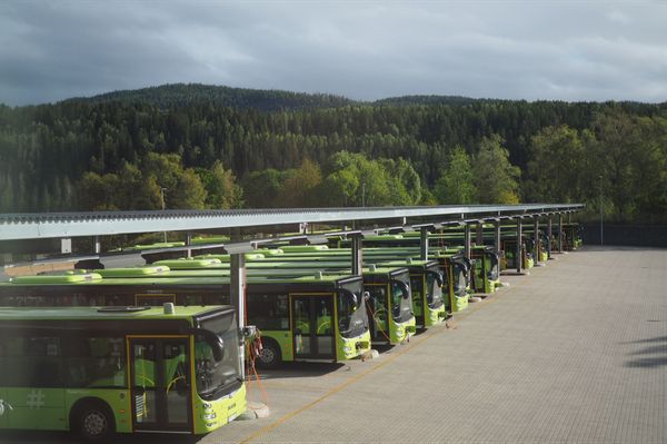 Overview of bus parking with rows of green buses in front of a green forest