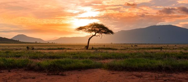 Tsavo National Park, Kenya