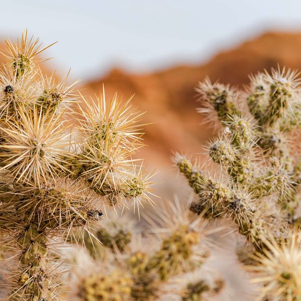 Stick cactus in Valley of Fire State Park
