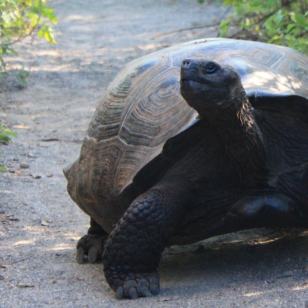 galapagos tortoise walking down a path