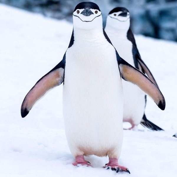 Close up of two arctic penguins in Antarctica