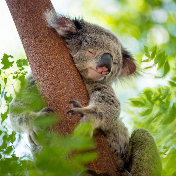 koala in australia sleeping on branch in tree