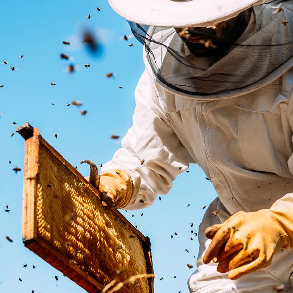 Beekeeper at apiary working to collect honey