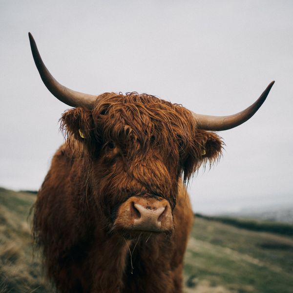 a highland cattle in a field in scotland