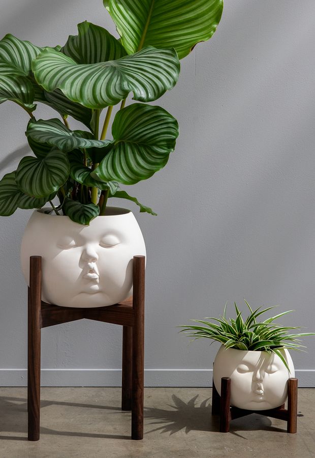two baby-face plant pots on wooden stands in a naturally-lit, grey-walled room