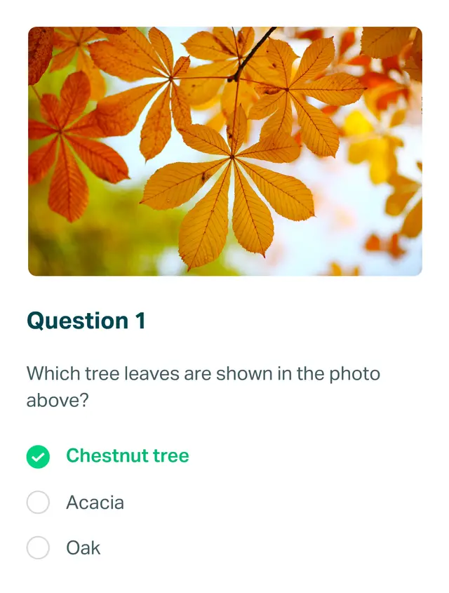 Question about tree leaves