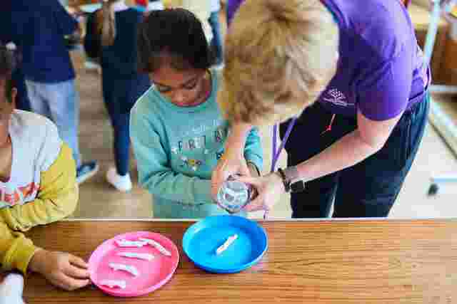 Growing worms science experiment