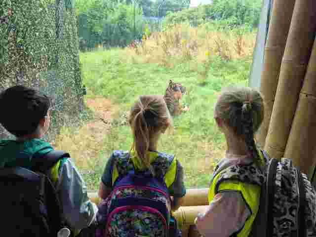 Three children with backpacks watch a tiger sitting in a grassy enclosure through a large glass window at a zoo.