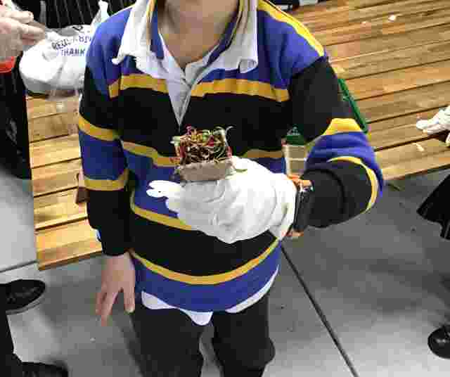 Child in blue and yellow striped sweater holding a small pot with sprouts, wearing gloves, standing by a wooden table.