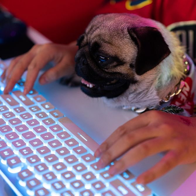 artist hands typing on the keyboard while simultaneously holding a pug 