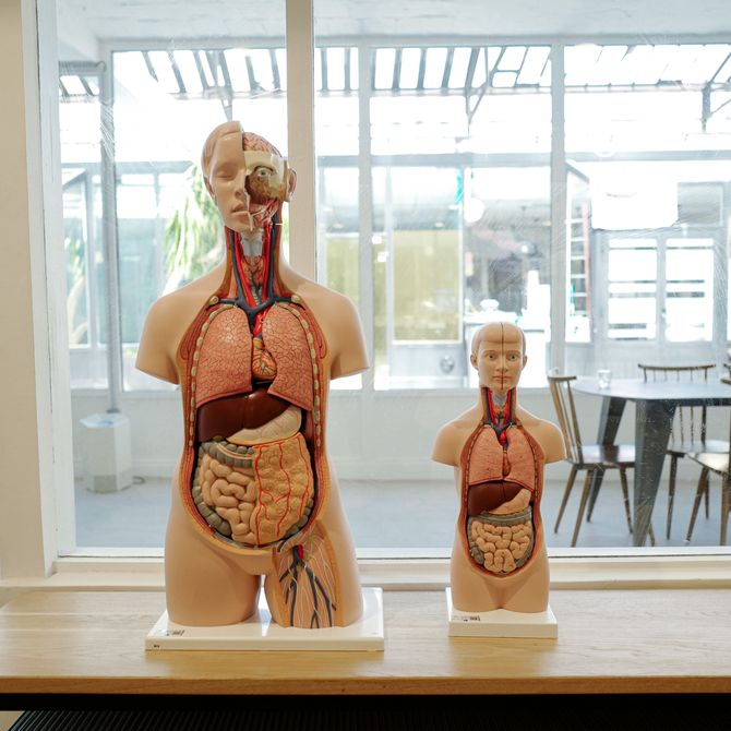 Two anatomical models on a wooden table