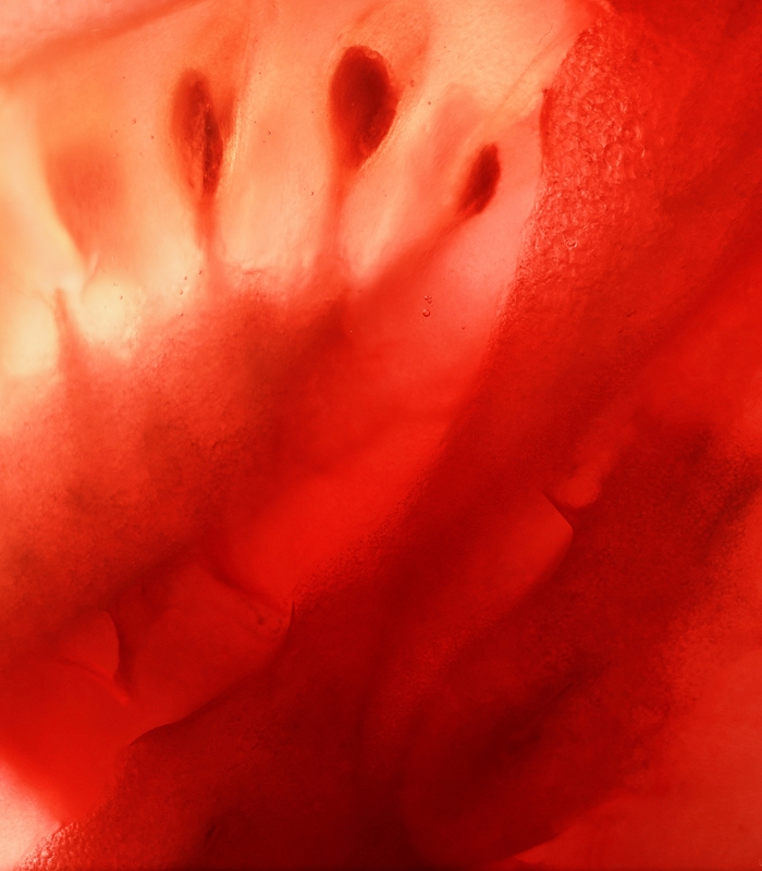 certhon-branding-webdesign-stuurmen-tomato