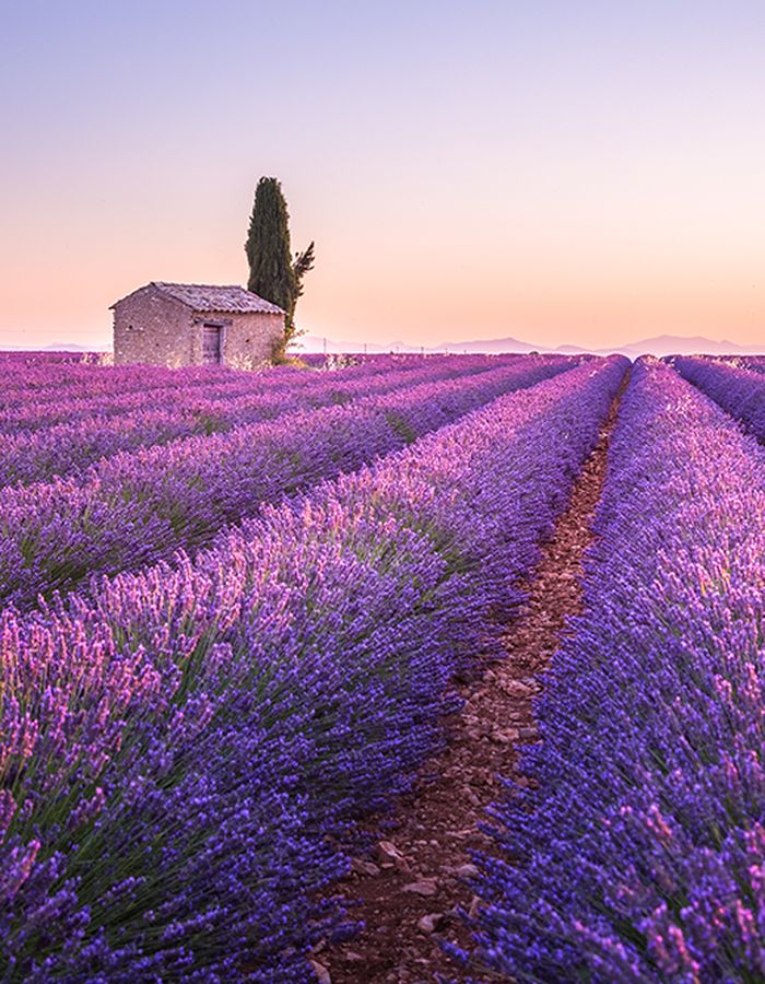 A field of lavender in Provence France