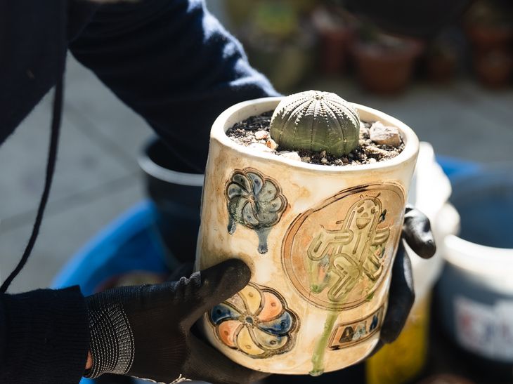 textured ceramic pot being planted with a cactus