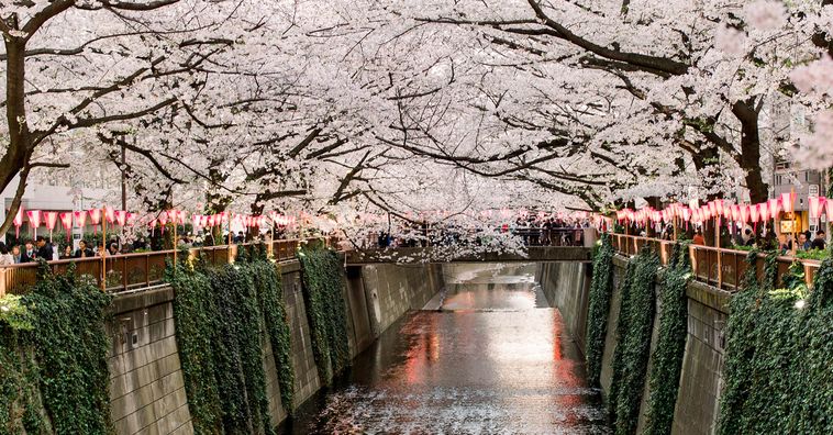 pink paper lanterns hanging from cherry blossom trees lined along a canal in tokyo japan