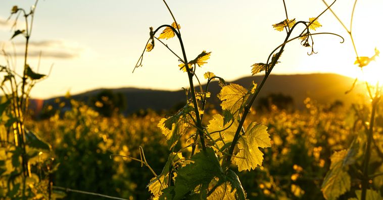 sun shining through grape leaves in vineyard in france