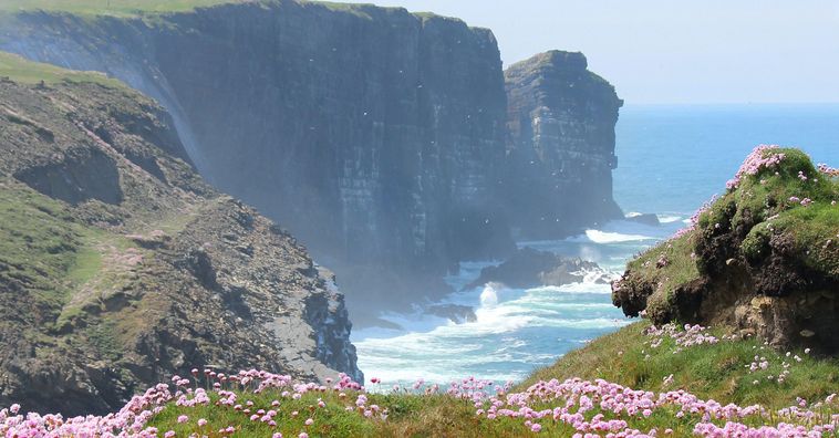 cliffs of moher surrounded by purple flowers on a sunny day in ireland