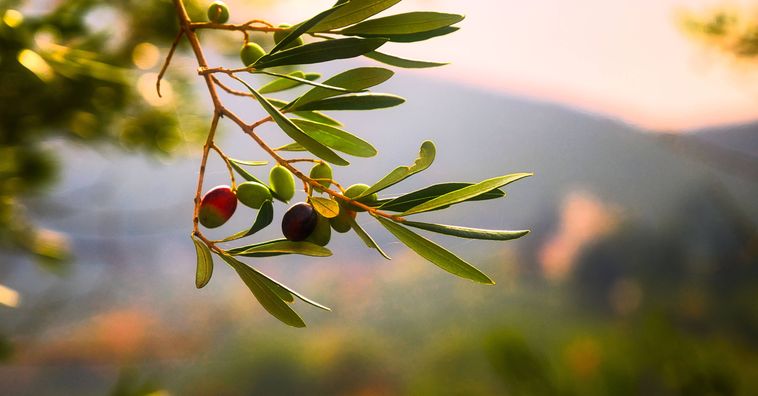 olive branch in italy
